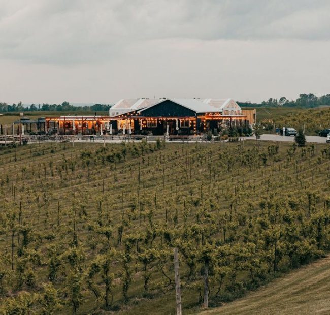 Rolling Grape Vineyard