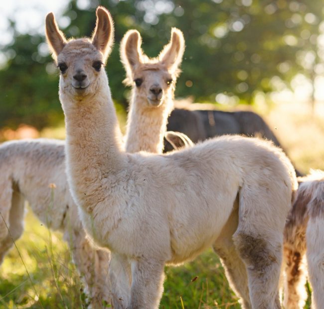 Rice Lake Alpaca Farm 