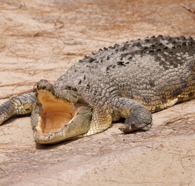 The Indian River Reptile Zoo