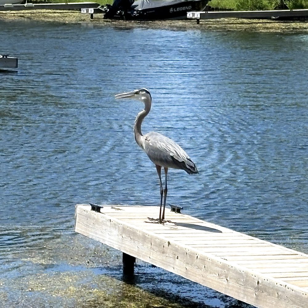 Heron