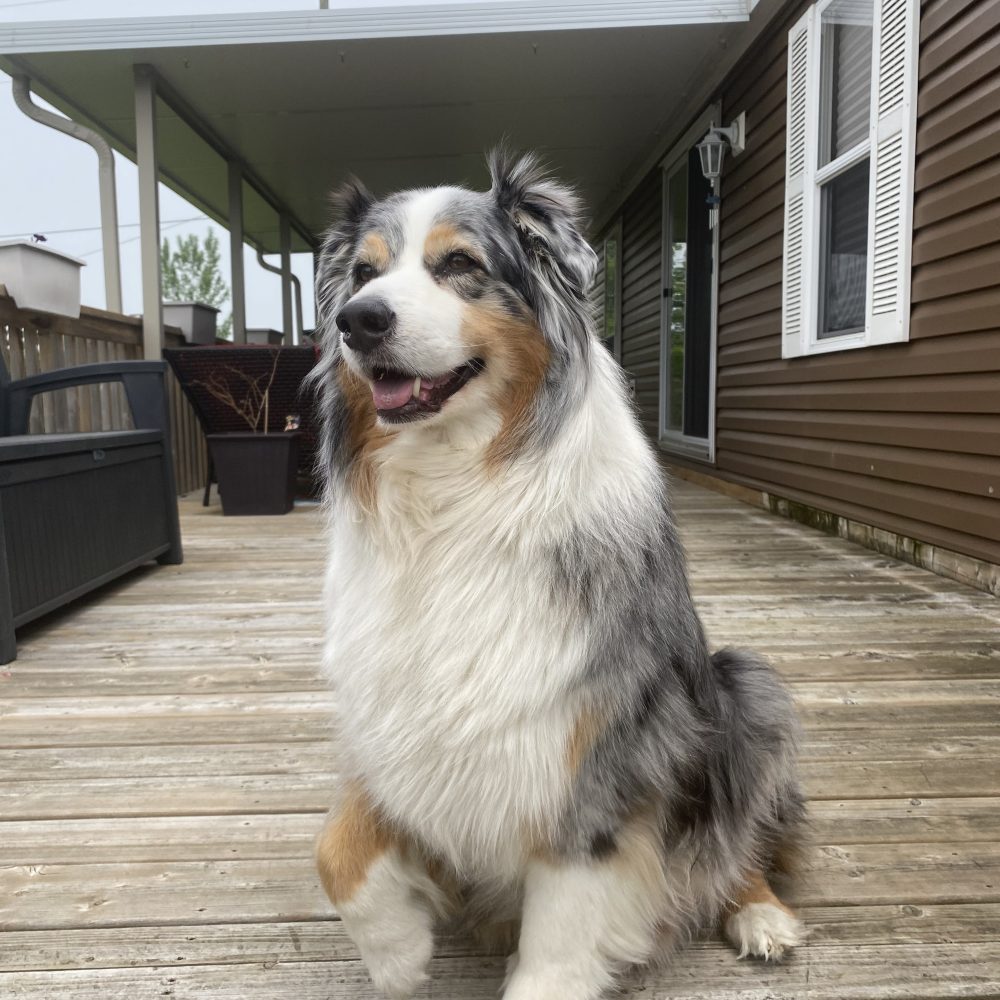 Flash_CB_1-dog