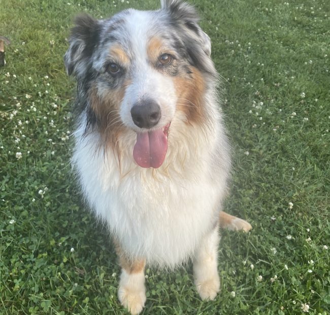 Flash_CB_2-dog