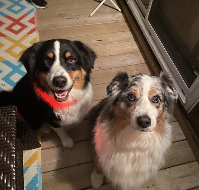 Flash_CB_3-dog