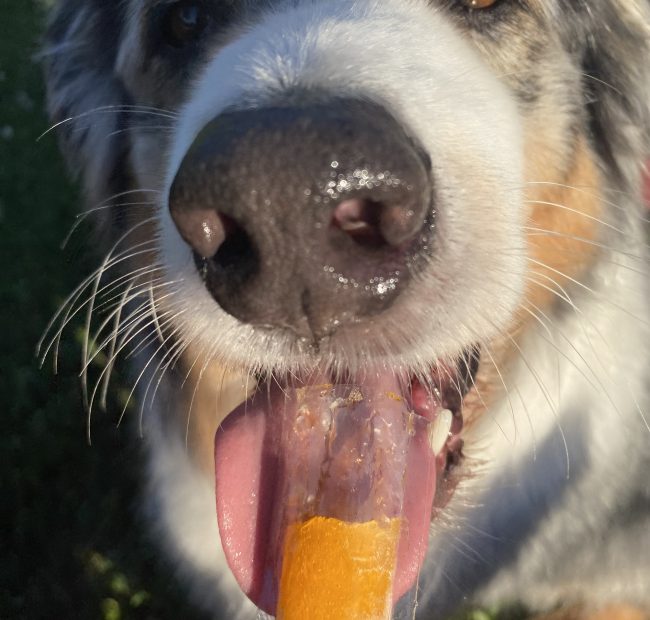 Flash_CB_4-dog