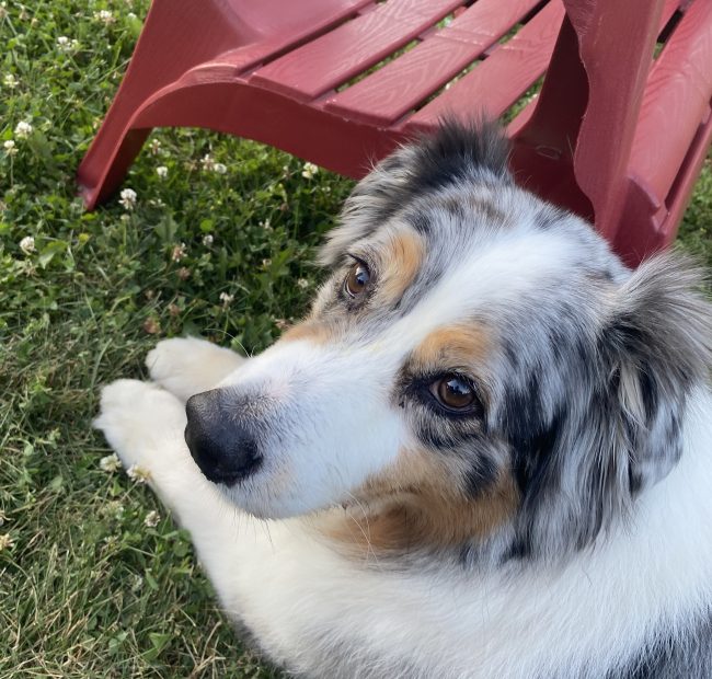 Flash_CB_5-dog
