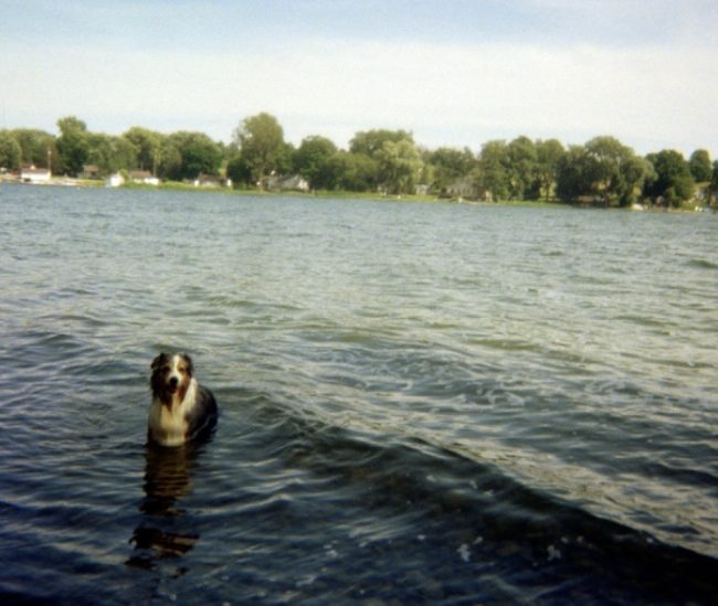 Flash_CB-dog