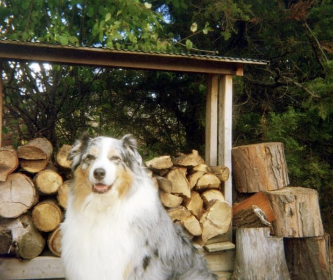Flash_CB-dog