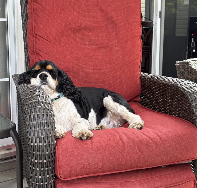 Howie_WE_1-dog