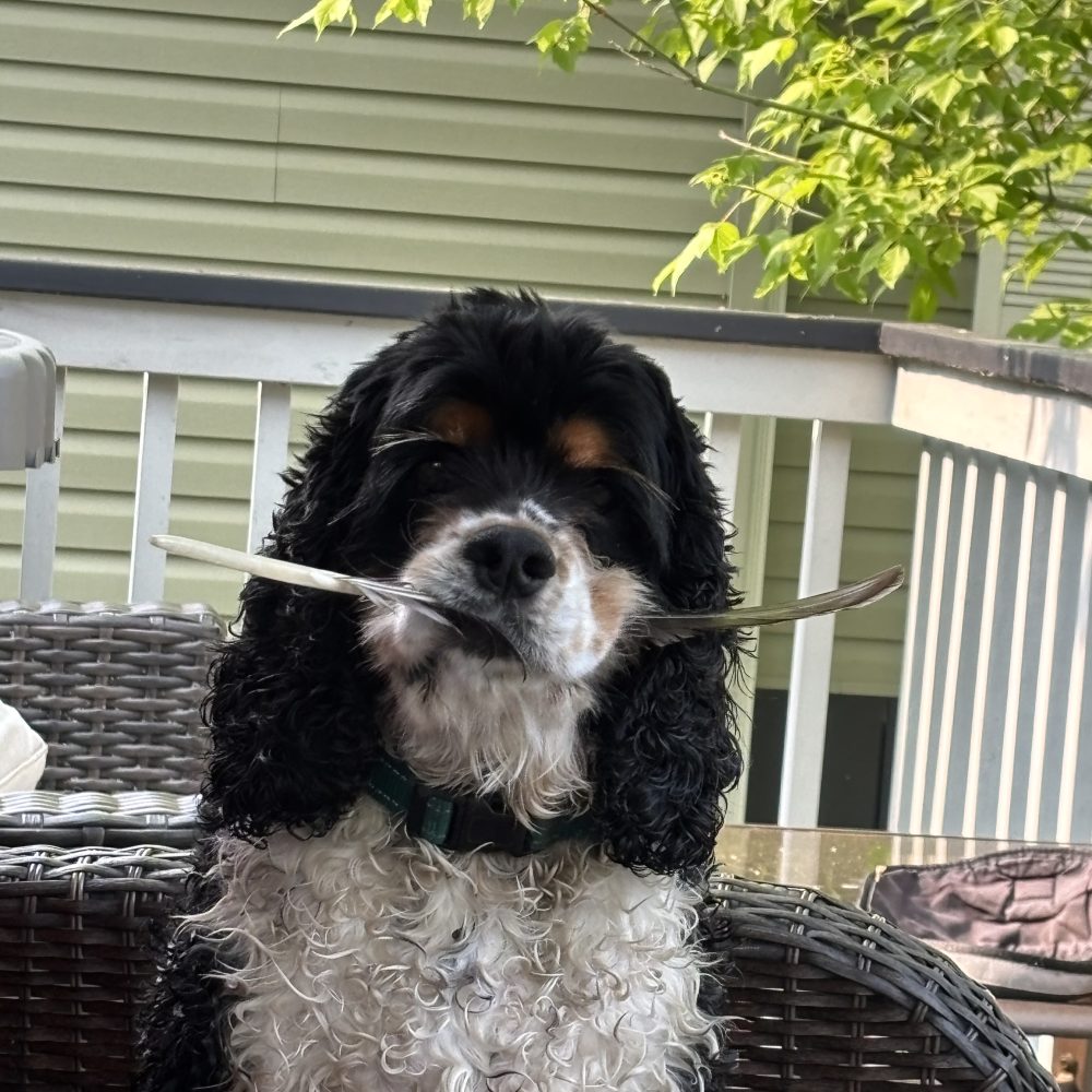 Howie_WE_2-dog