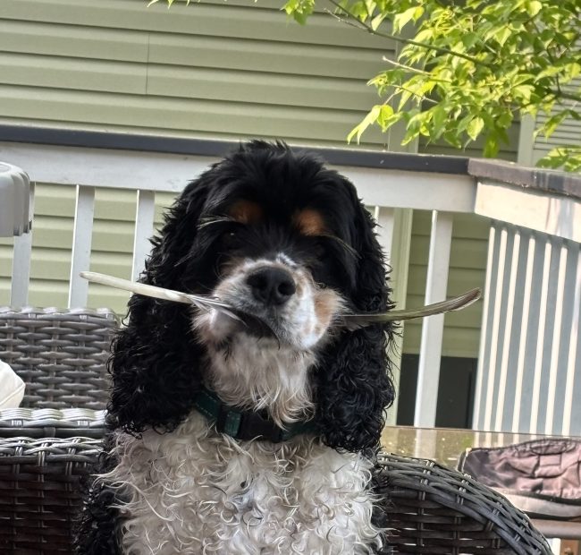 Howie_WE_2-dog