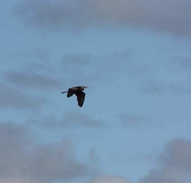 Great Blue Heron
