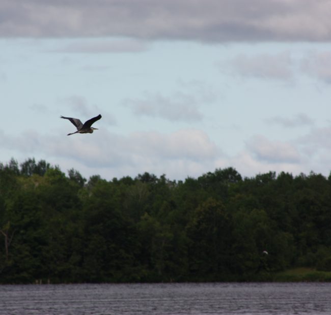 Great Blue Heron