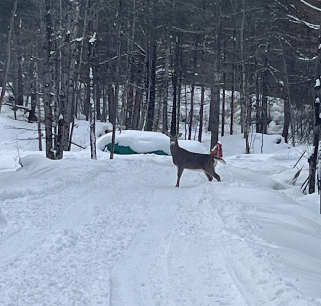 Bonnie Deer