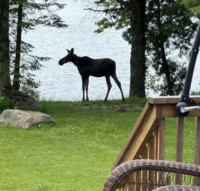 Bonnie Moose