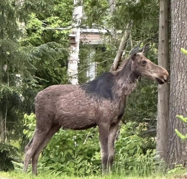 Bonnie Moose