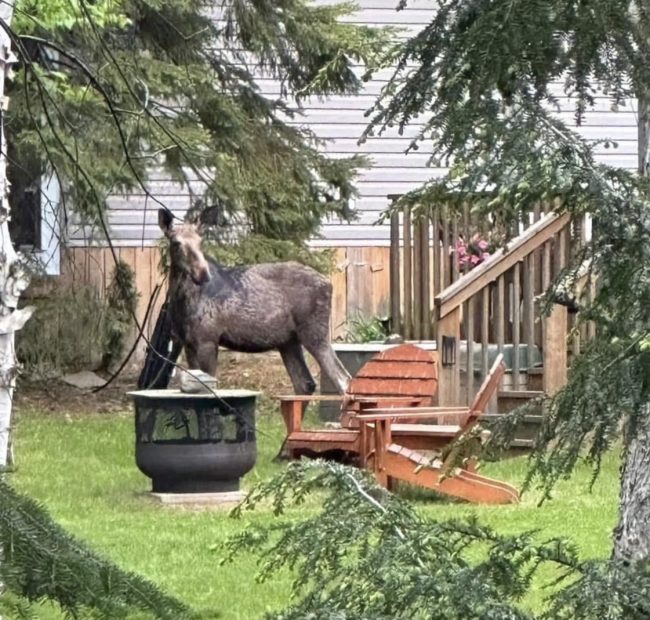 Bonnie Moose