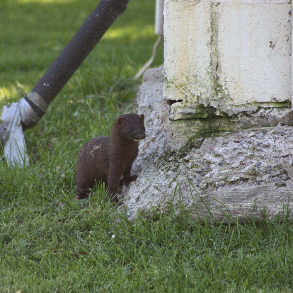 Woodland Mink