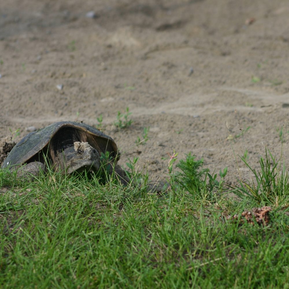 Turtle
