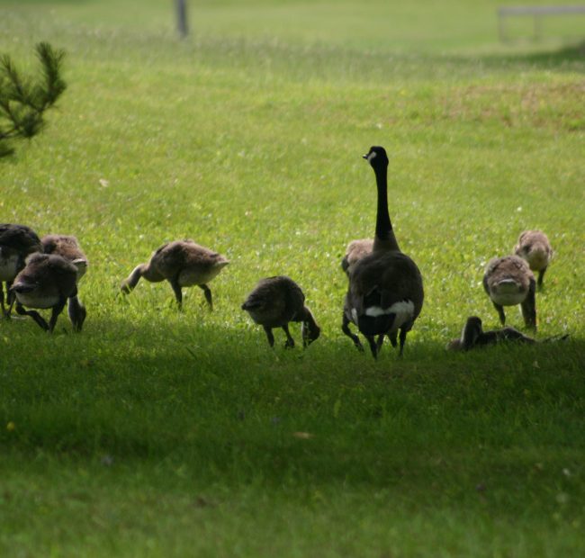 Geese