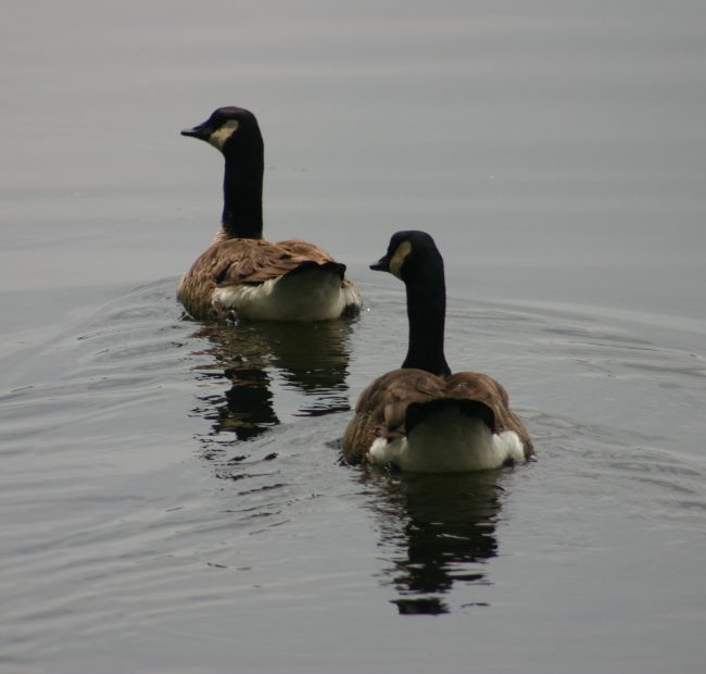 Geese