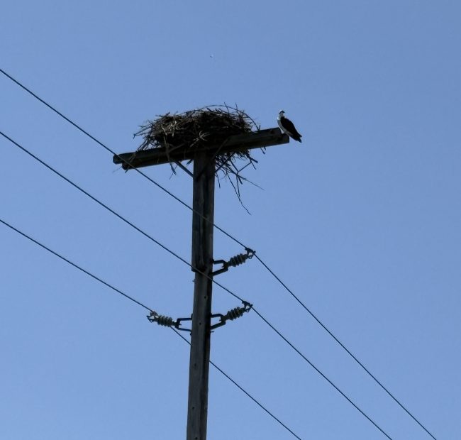 Osprey