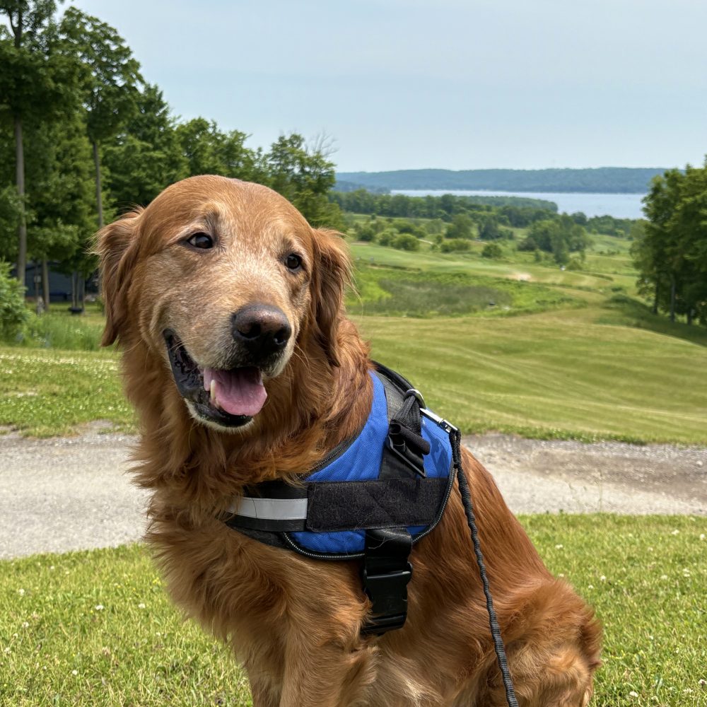 Hurley-dog