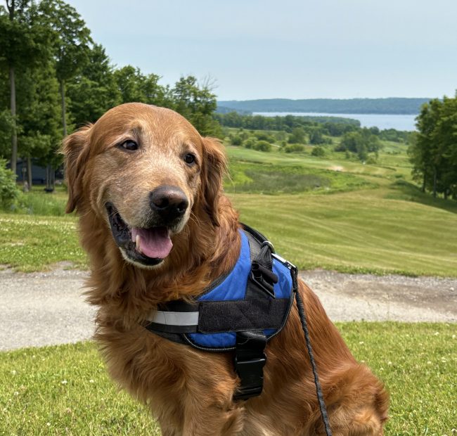 Hurley-dog