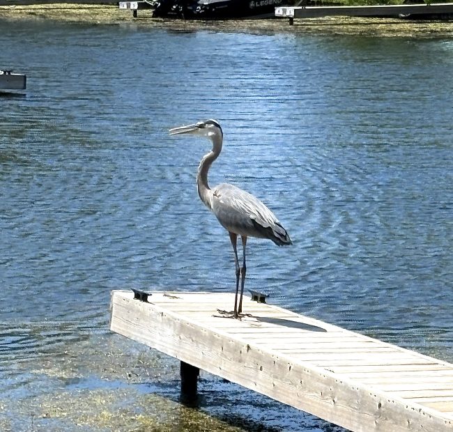 Great Blue Heron