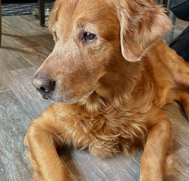 Hurley-dog