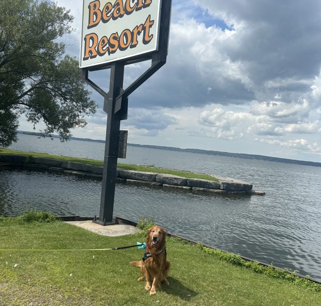 Hurley-dog