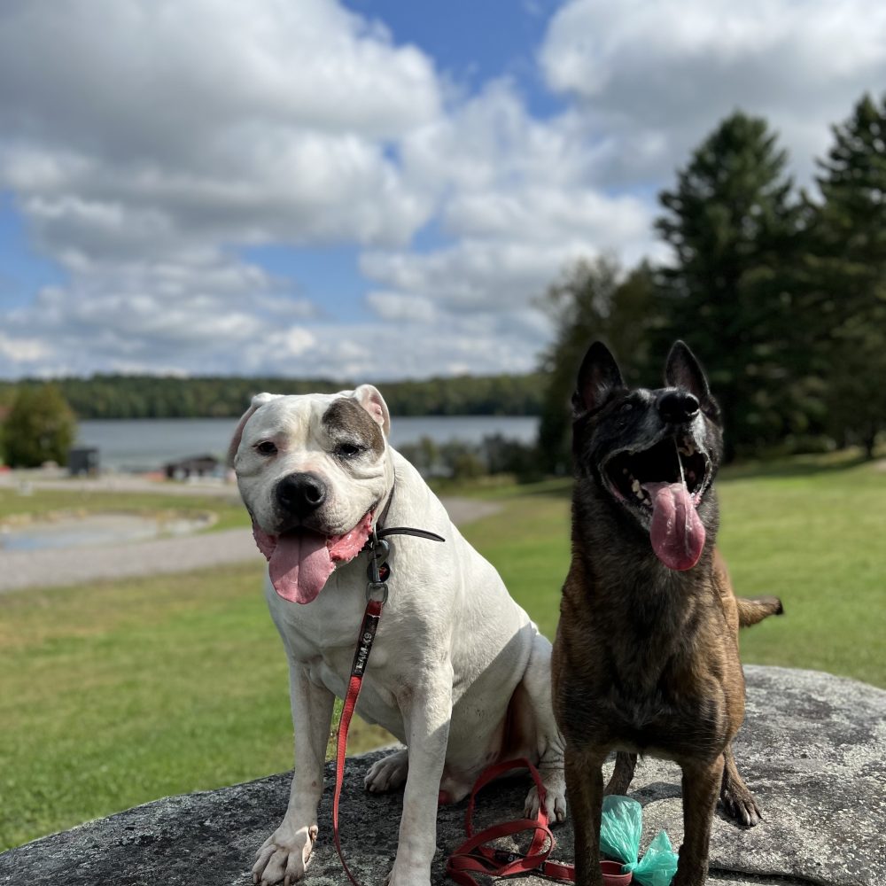 Sammy&Sky_BL_3-dog