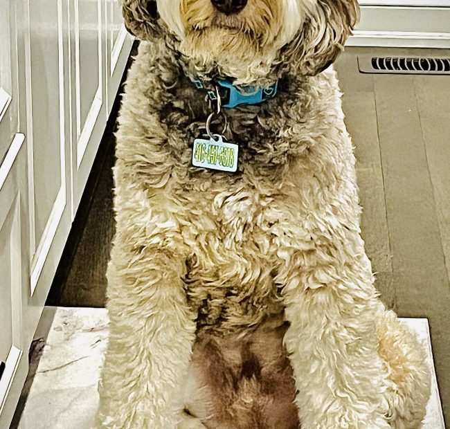 Woody_1-dog