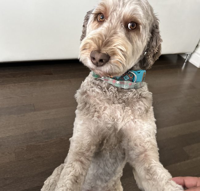 Woody_3-dog