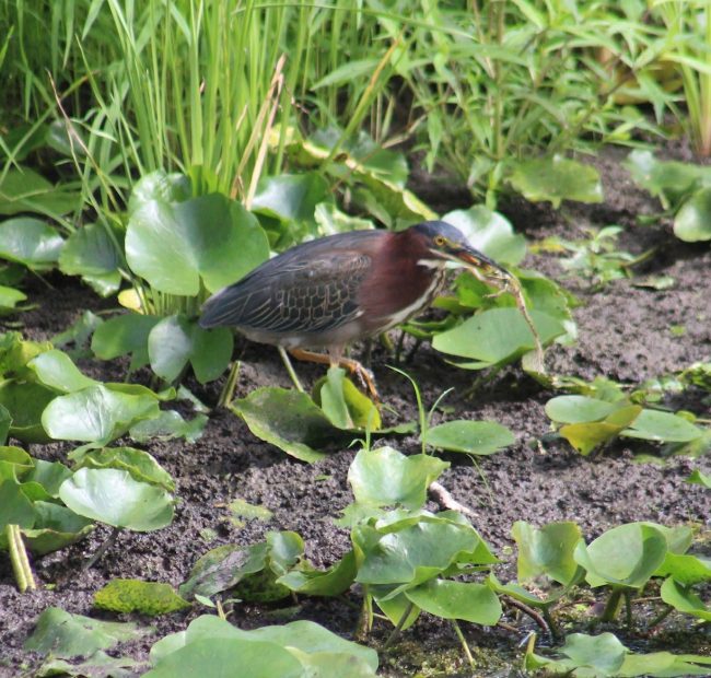 Green Heron