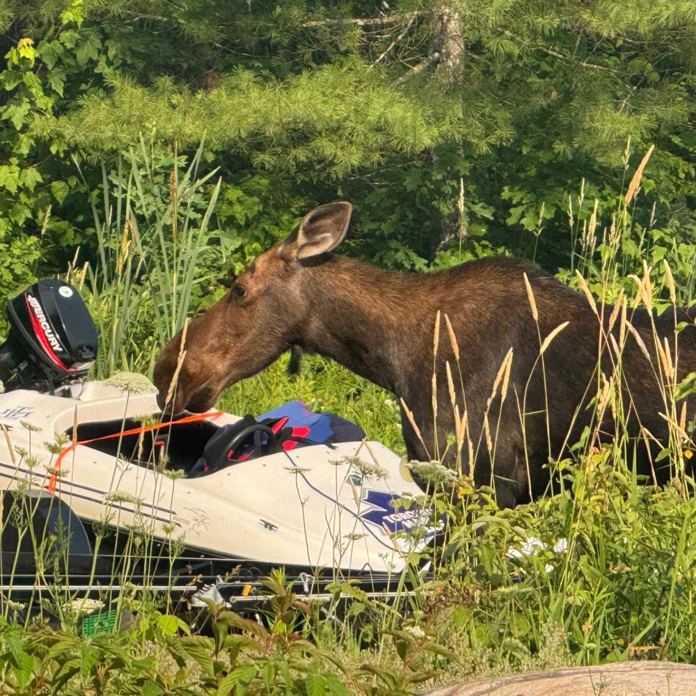 moose