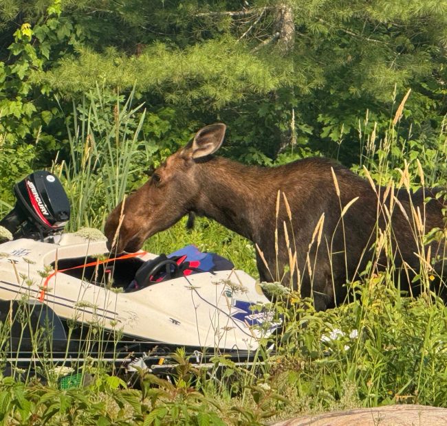 moose