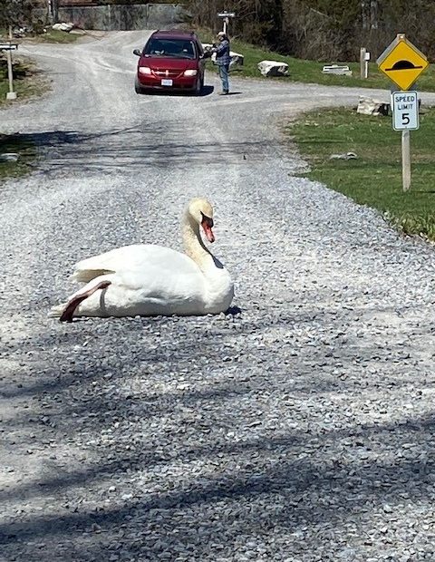 Swan