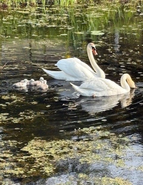 Swan