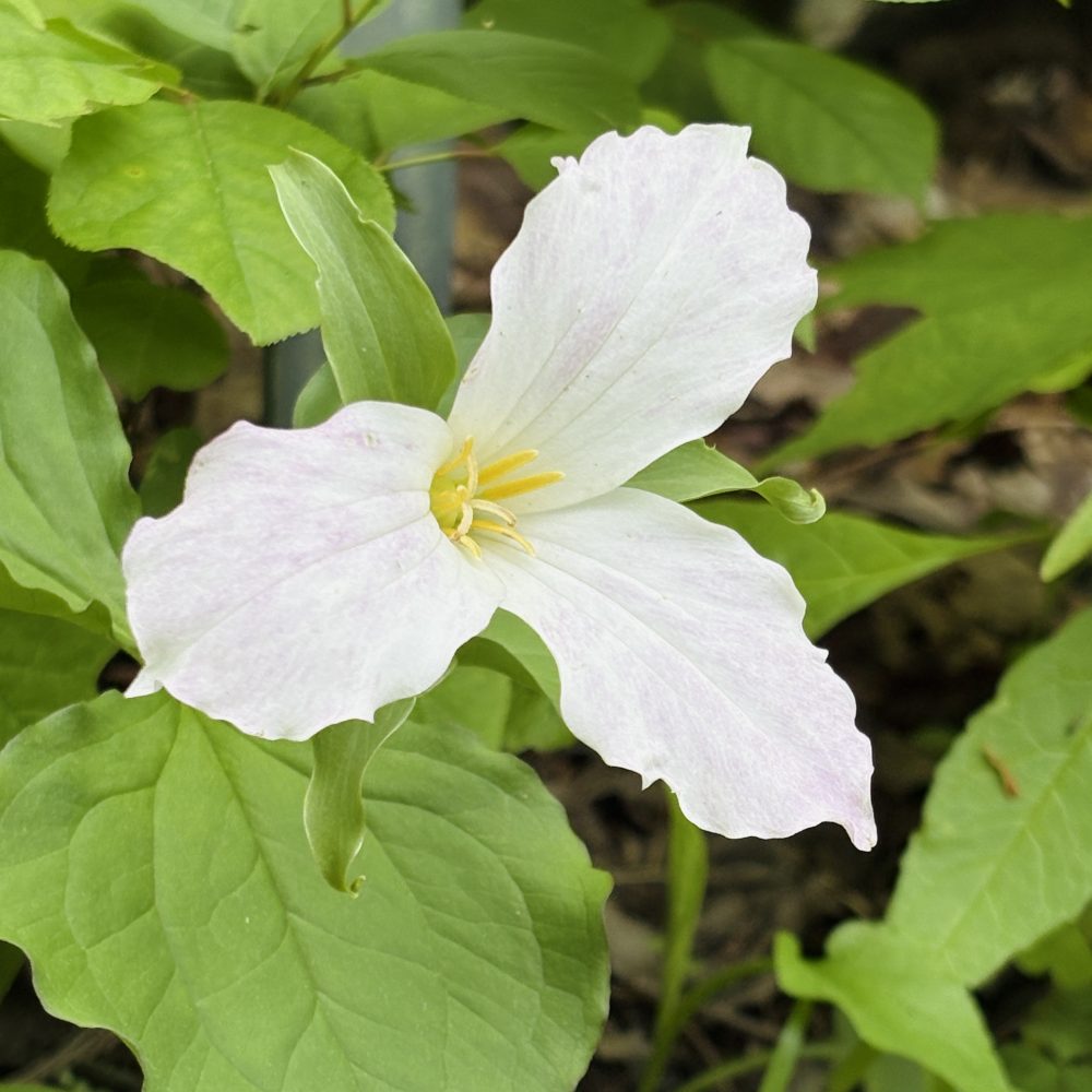 bonnie trillium