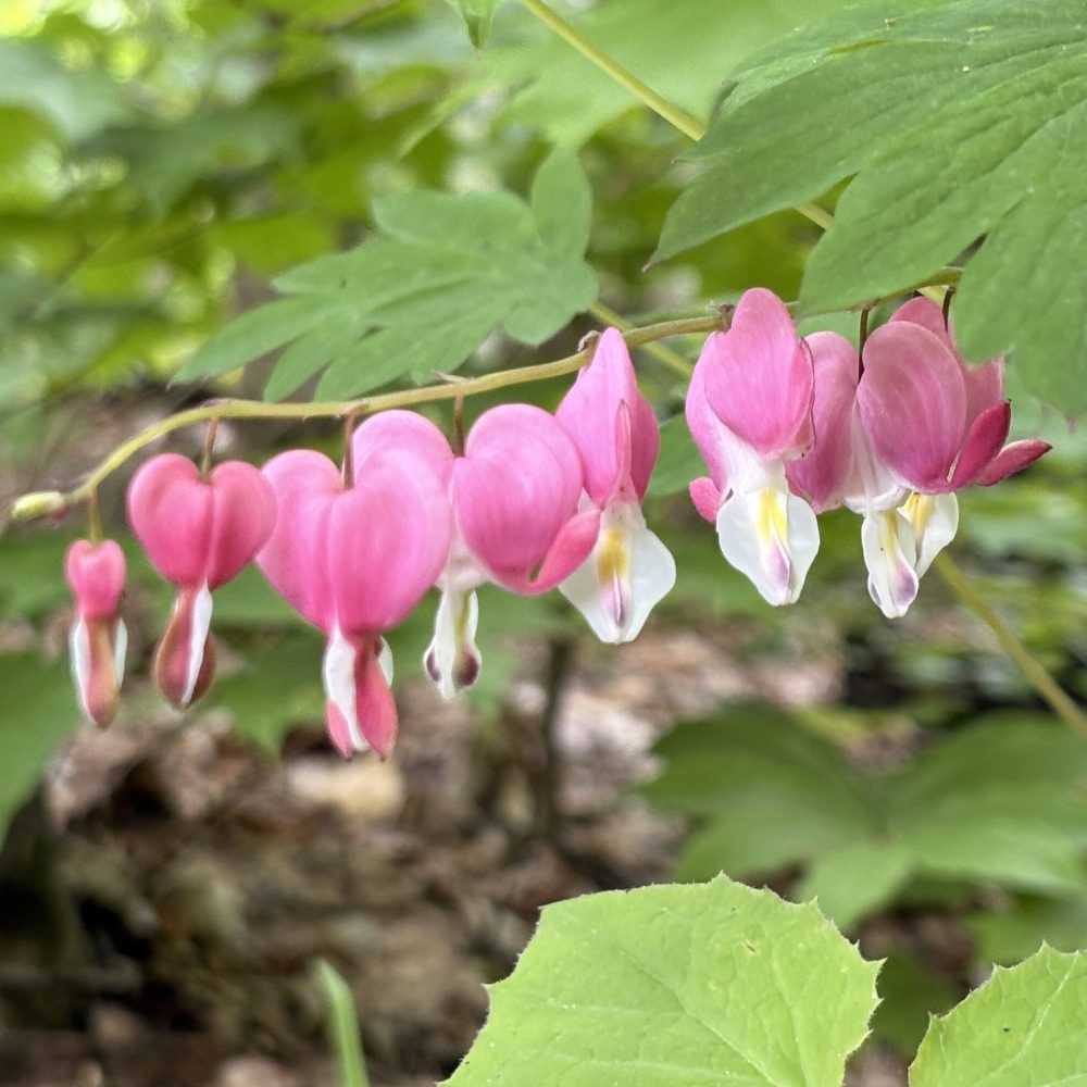 Bonnie Flowers