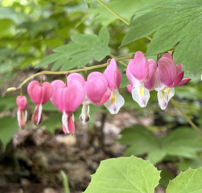 Bonnie Flowers