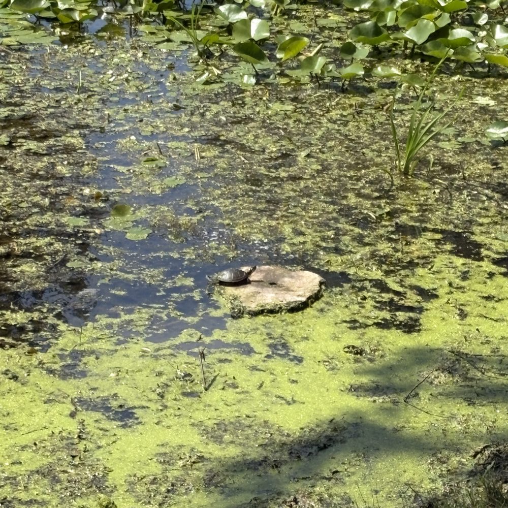 turtle pond