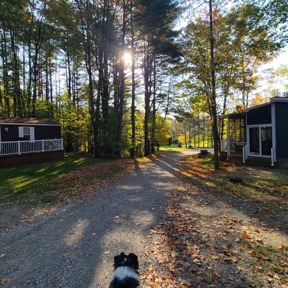 Shamrock Fall Views