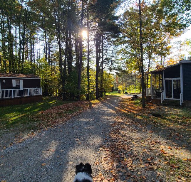 Shamrock Fall Views